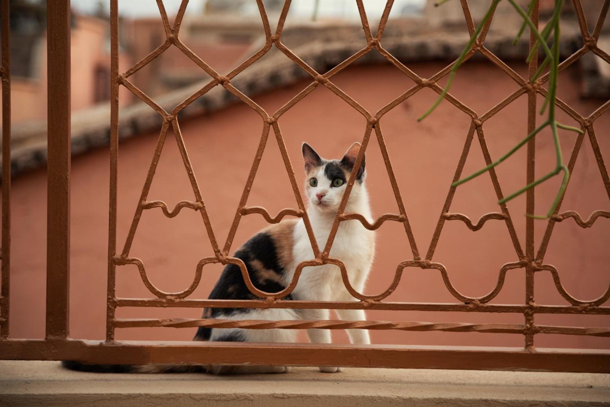 Riad Miss Caracal Marakeş Dış mekan fotoğraf